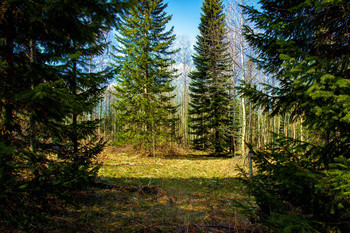 At the edge of forest / ***