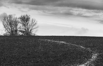 Field / ***