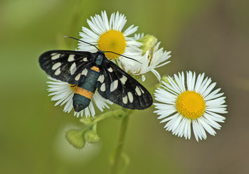 Butterfly / ***