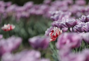 Tulips / ***