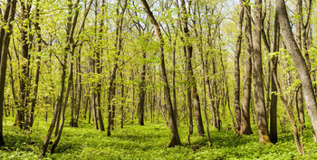 Spring Forest / ***