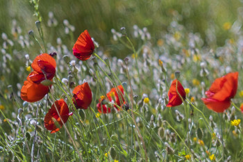 Scharlach Mohn / ***