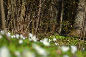 Die ersten Blüten / ***