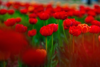 Tulips / ***