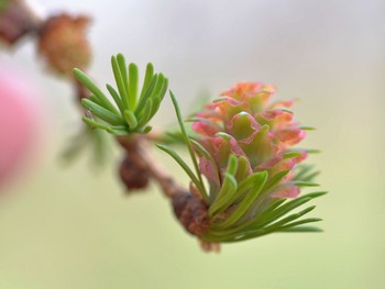 Tenderness of spring / ***