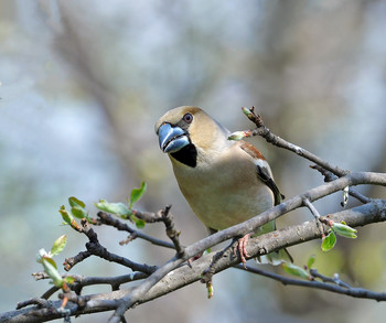 Grosbeak / ***