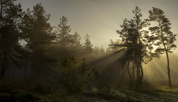 Die Frische des frühen Morgens / ***