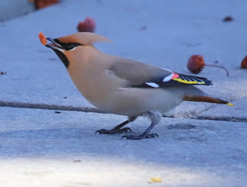 waxwing / ***