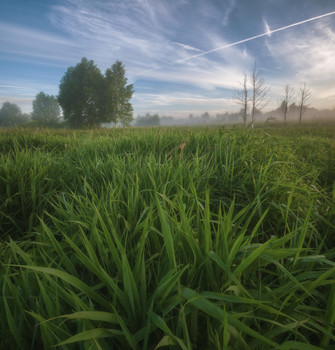 Morning silence / ***