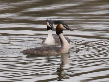 Grebes / ***