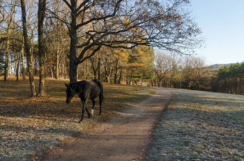 Morgen in den Park / ***