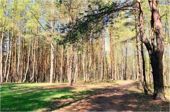 In the spring forest / ***