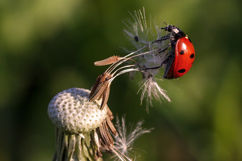 Bald wird der Sommer! / ***