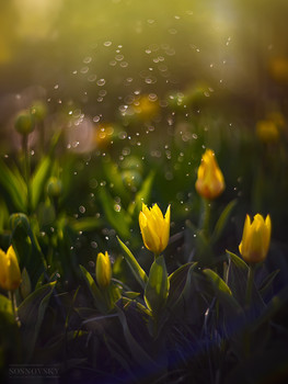 Morgen in den Park / ***