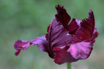 Tulip / ***