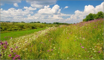 Sommer-Blumen / ***