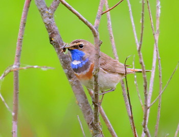 Blaukehlchen / ***
