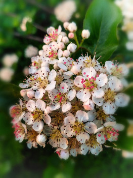 May Blossom / ***