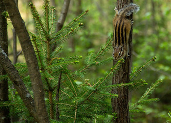 Backenhörnchen / ***