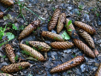 Cones / ***