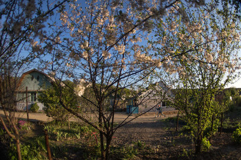 Frühling / ***