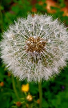 Taraxacum / ***
