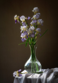 Irises / 2019