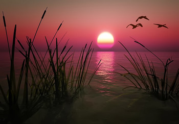 Fliegen Zugvögel ... / ***