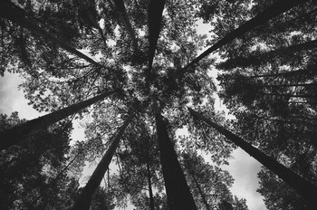 branch / ***
