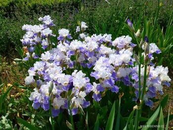 Irises / ***