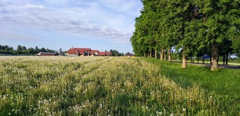 Löwenzahnfeld / ***