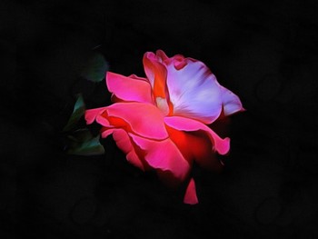 Rose / .......
