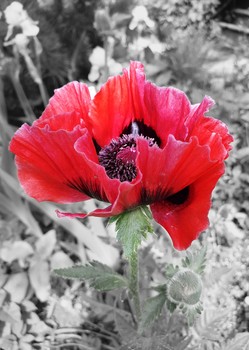 poppy / ...