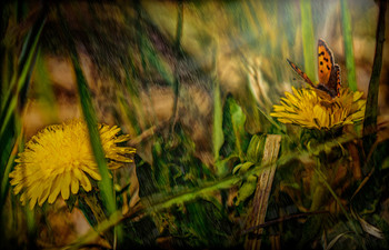 Sommer / ***