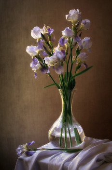 Schwertlilien / 2019