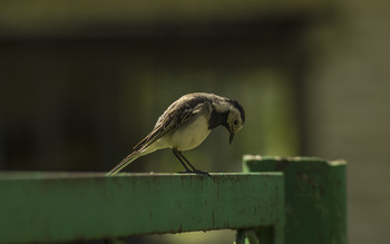 Wagtail / ***