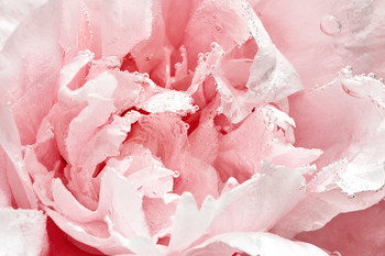 Peony / ***