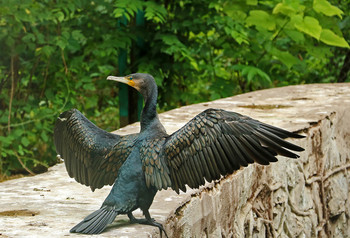 Trocknen Sie die Paddel / ***