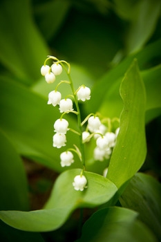 Lily of the valley / ***