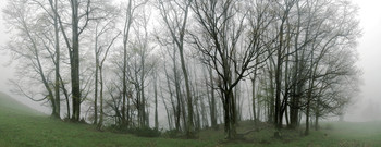 Morning silence / ***