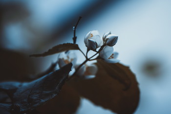 Morning silence / ...