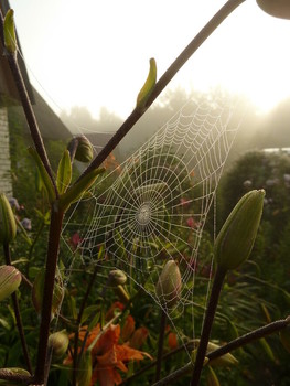 Morning silence / ***