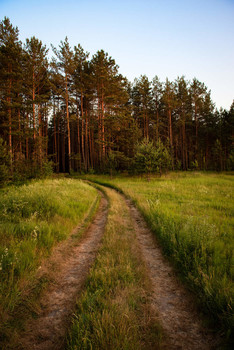Straße in den Wald / ***
