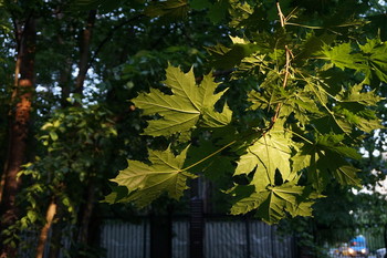 &nbsp; / Timiryazev park, Koptevo neighborhood, Moscow, Russia