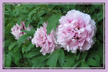 Peonies / ***
