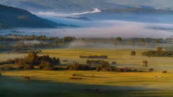 Rivers of milk / ***