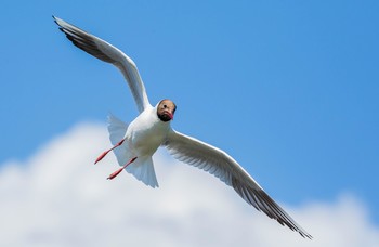 Flight / ***