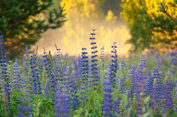 Summer colors ... / ***