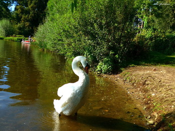 Schwan / ***