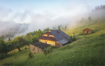 At the edge of forest / ***